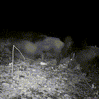 Outdoor Wildlife Trail Camera with Night Vision
